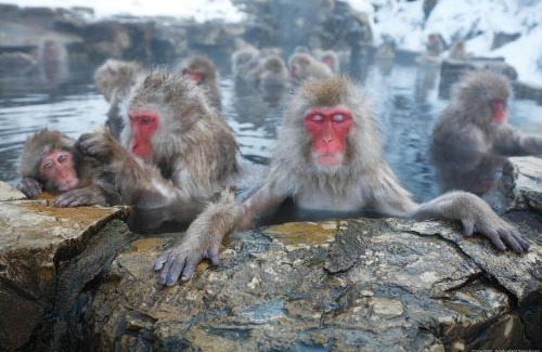 Shiga Highlands Hotel | Shiga Ichii Hotel