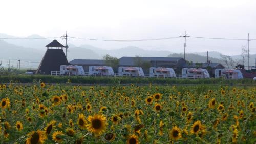 Jeungdo Other | Sinan Solar Salt Healing Camp Caravan