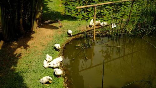 Janda Baik House | Single bedroom at Rumah Sentosa