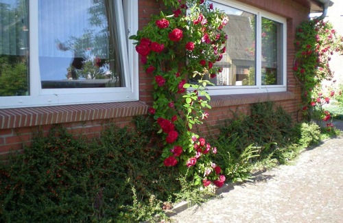 Suderstapel Apartment | Single room 1 house Village - Pension "Haus Village"