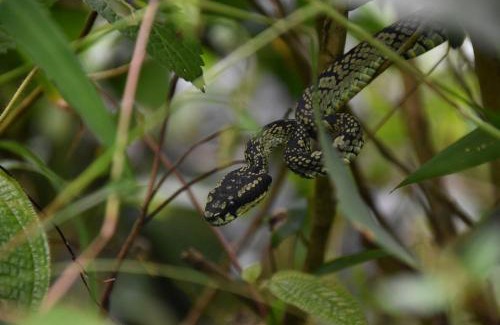 Kotapola Bed & Breakfast | Sinharaja Rainforest Sanctuary