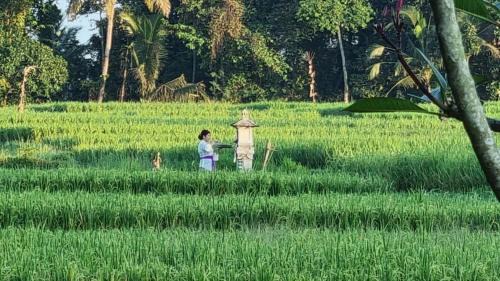Kerambitan Cabin | Sirya Farm House