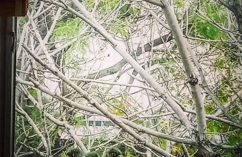 Colegiales Apartment | Spacious apartment among trees in Palermo Hollywood, own terrace and pet friendly.