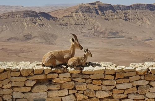 Mitzpe Ramon Hostel | SPNI Har Hanegev Field School
