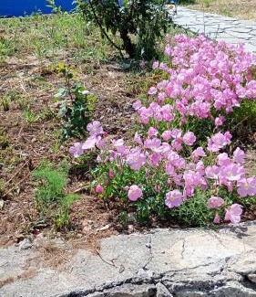 Armenoi Apartment | Stefanos Garden