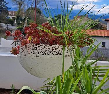Maureillas-Las-Illas Apartment | Studio côté jardin