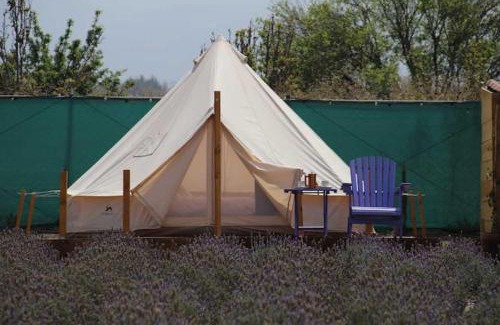 Texcoco de Mora Other | Sueño de Lavanda en Glamping Rincón de Lavanda