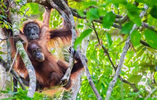 Bohorok Other | Sumatran OrangutanTRAILS