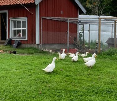 Alberga Bed & Breakfast | Täppans B&B