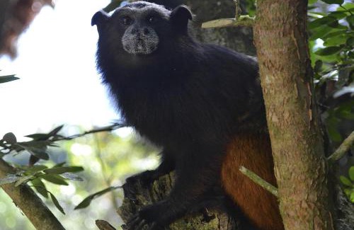 Tambopata Cabin | Tambopata Ecolodge
