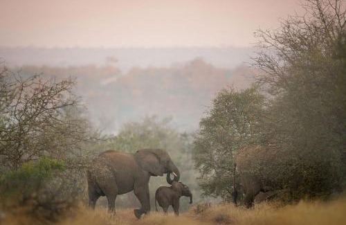 Kruger National Park Cabin | Tanda Tula Safari Camp