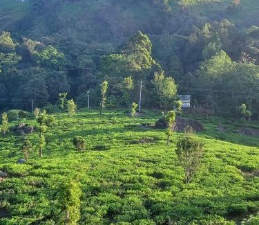 Devikolam House | Tea Dale - All rooms with Tea Estate view