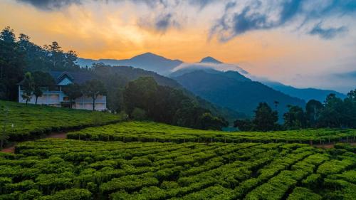 Chithirapuram Resort | Tea Harvester