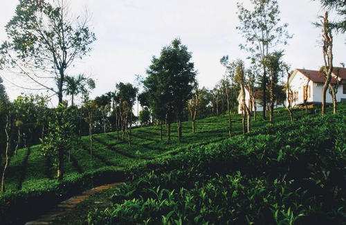 Vayittiri Resort | Tea Terrace Vythiri Resort