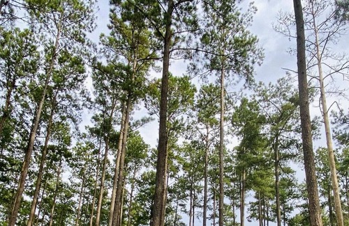 Talisheek RV Rental | Tentrr State Park Site - Louisiana Bogue Chitto State Park - Gorge Trail O - Sin
