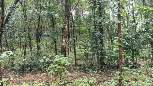 Kuravilangad House | Thannickal House