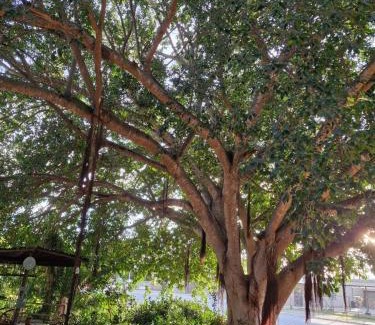 Leipoldtville Apartment | The Big Tree Cottage