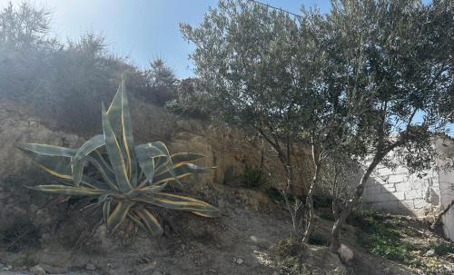 Zujar House | The Crystal Cave