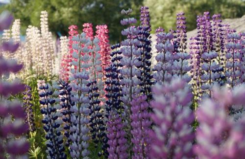 Lake Tekapo Hotel | The Godley Hotel