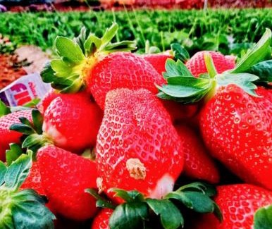 Medha Hotel | THE GREENPEARL Mahabaleshwar