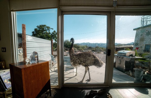 Morongo Valley House | The Guest House @ Kaleidoscope Desert 5-Acre Animal & Art Sanctuary