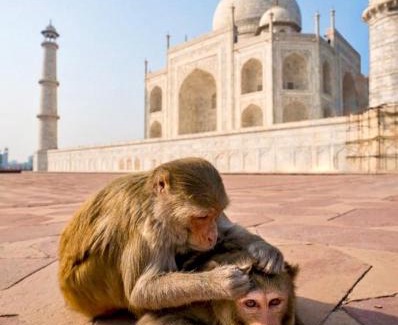 Taj Ganj House | The Hideout Agra - Garden Homestay near Taj