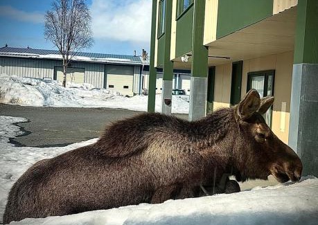 Kenai Hotel | The Kenai Inn