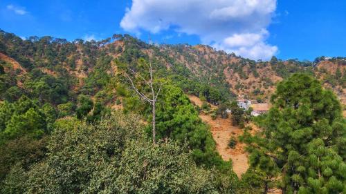 Kumarhatti Bed & Breakfast | The Lalita's Majestic Pines