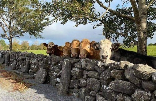 Skibbereen House | The LookOut