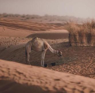 Bidiya Resort | The oasis chalet