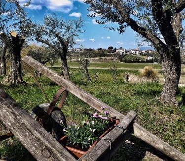 Lamporecchio House | The Olive Grove in Tuscany