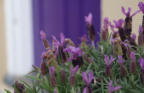 Victor Harbor House | The Purple Door on Seaview