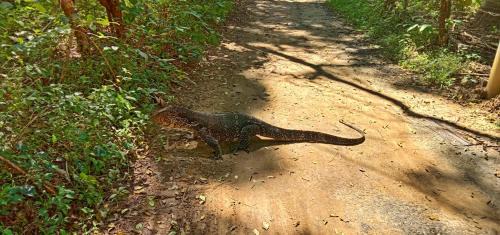 Udawalawa House | The river face safari resort