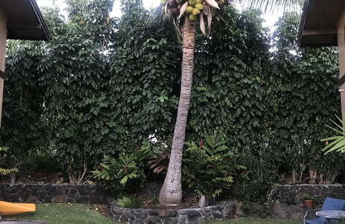 Historic Kailua Village Apartment | The Surf Hideaway is walking distance to everything Kona