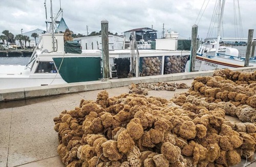 Tarpon Springs House | The Tarpon House - Orange St