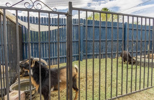 Marana Apartment | Thee One with the GOATS🐓🐓🦆🦆