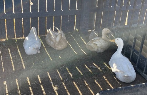 Marana Apartment | Thee One with the GOATS🐓🐓🦆🦆
