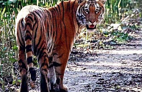 Bardia Resort | Tiger Villa