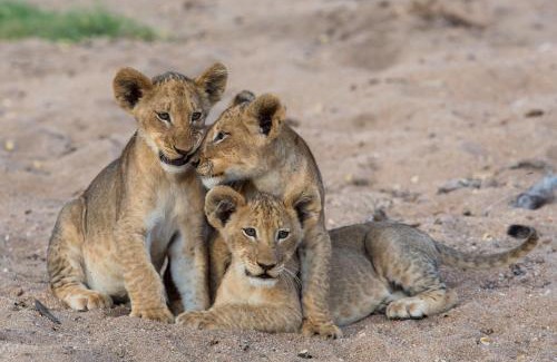Thorny Bush Game Reserve Cabin | Tintswalo Safari