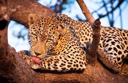 Thorny Bush Game Reserve Cabin | Tintswalo Safari