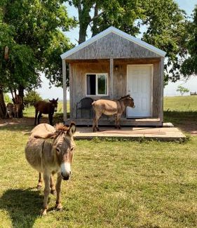 Lawton Apartment | Tiny Cabin at the DonkeyRanch
