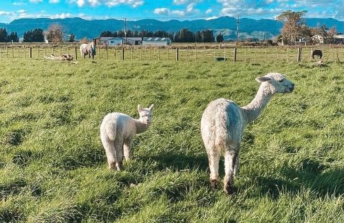 Turua House | Tiny Home Farm Stay Retreat