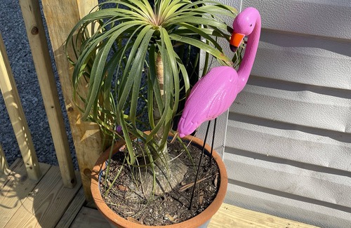Jacksonville Apartment | Tiny home for 2 with Flamingo theme EV Chging L1&2