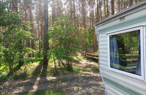 Cottbus Other | Tinyhaus idyllisch am Waldesrand