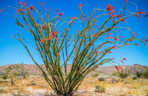Van Horn Other | Top Camp Sites at Desert Gardens Oasis at Lobo, Texas