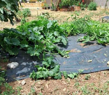 Pigadhakia House | Traditional house with fresh vegetables garden