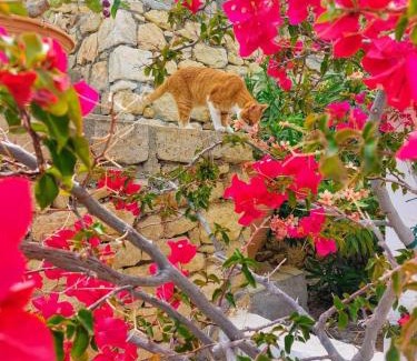 Amoopi House | Tranquil Villa with Sea view in Ammopi Karpathos
