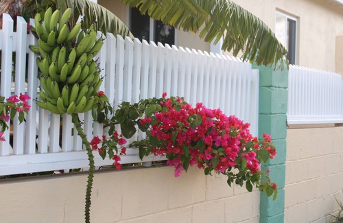 All Saints Apartment | Tropical garden cottage -private with patio & courtyard. Plus vehicle for rent