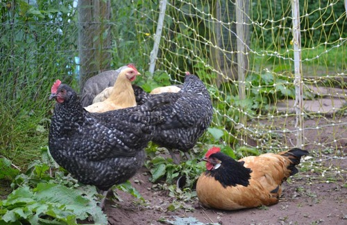Llanvihangel Crucorney Bed & Breakfast | Trout Cottage B&B