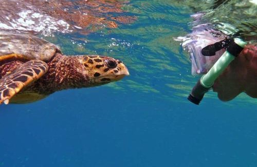Dhiffushi Hotel | Turtle Hive - Velaa Vani